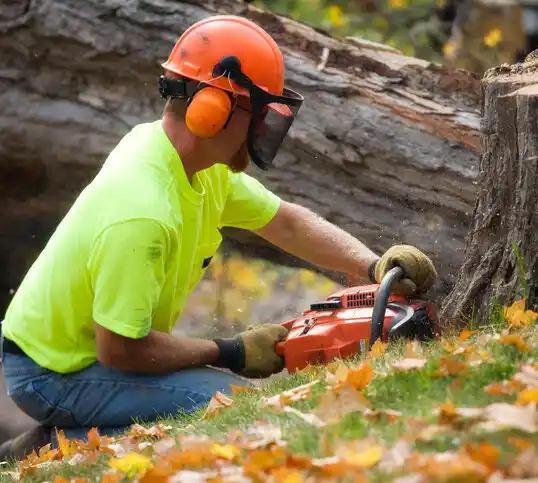 tree services Santa Clara